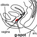 g-spot